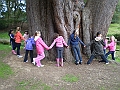 Painshill Park Oct 2010 How many Y4 does it take to circle the Great Cedar